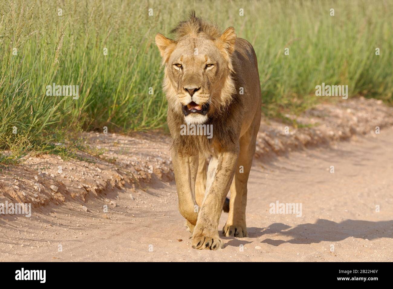 Leone nero-maned (Panthera leo vernayi), maschio adulto, camminando lungo una strada sterrata, Parco di Kgalagadi Transwallay, Capo Nord, Sud Africa, Africa Foto Stock