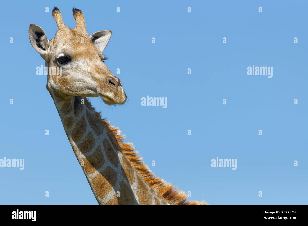 Giraffe sudafricane (giraffa camelopardalis giraffa), adulto, ritratto animale, Parco transfrontaliero di Kgalagadi, Capo Nord, Sud Africa, Africa Foto Stock