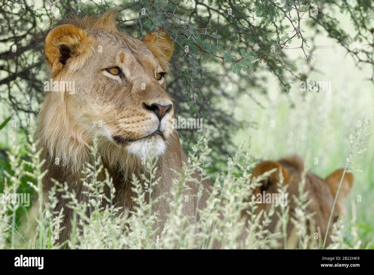 Lions (Panthera leo), leoni maschi neri, seduti in erba alta, alert, Parco transfrontaliero di Kgalagadi, Capo Nord, Sud Africa, Africa Foto Stock