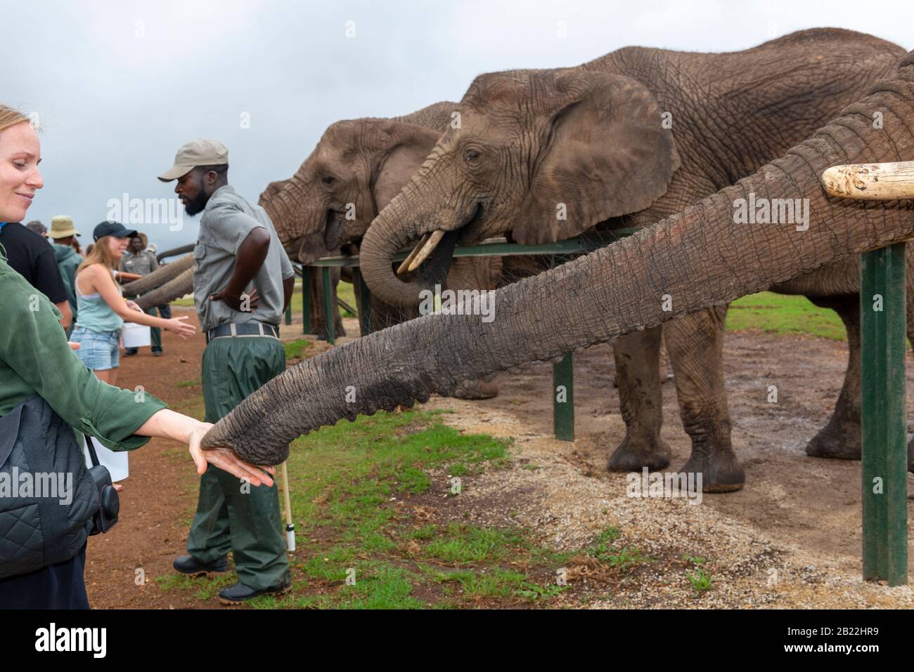 Il Knysna Elephant Park è un santuario che si prende cura degli elefanti africani salvati, dove i visitatori possono camminare e nutrire gli animali vicino a Knysna, Sud Africa Foto Stock