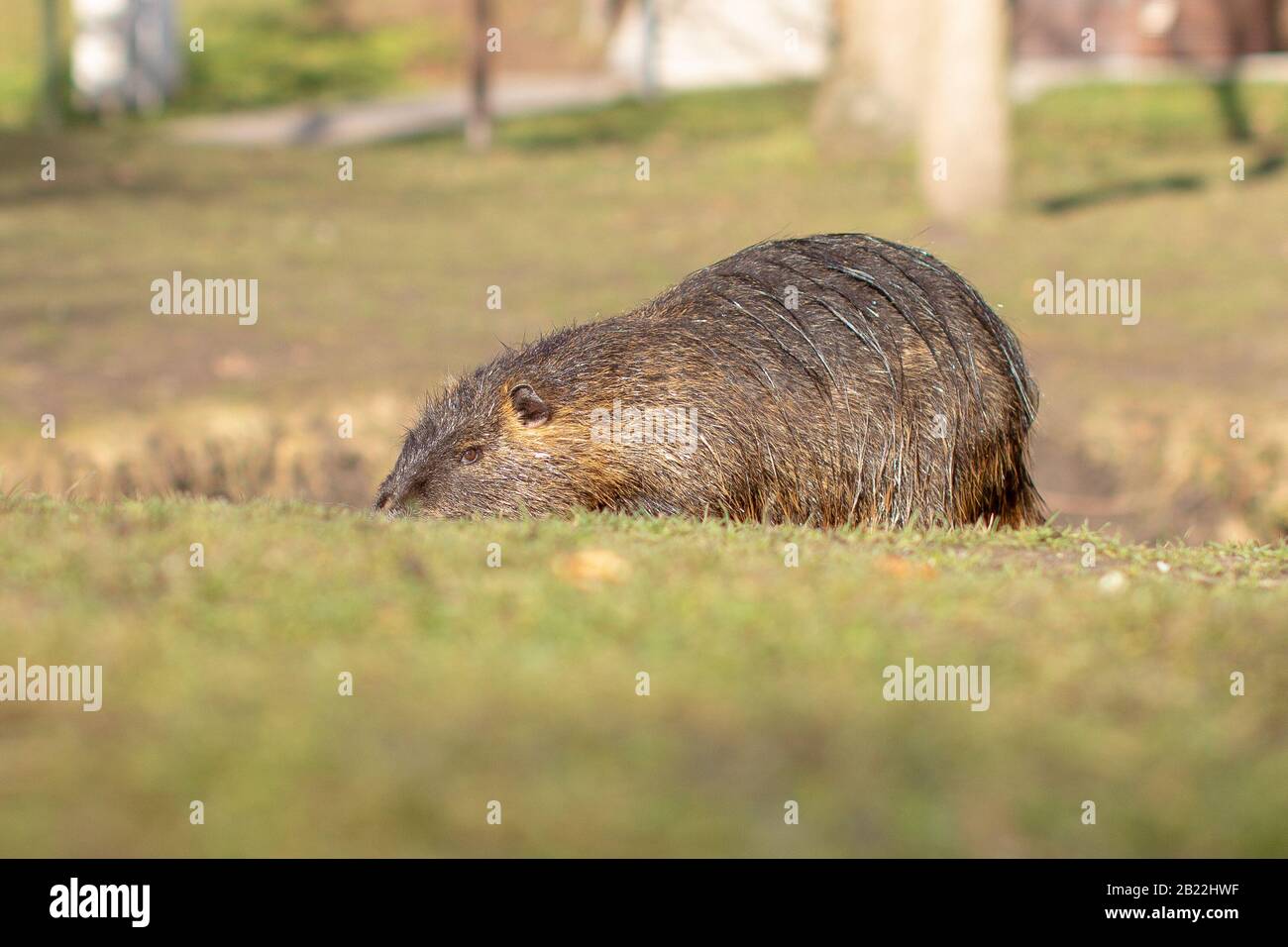 Nutria, Myocastor coypus o rat fiume selvaggio vicino al fiume Foto Stock