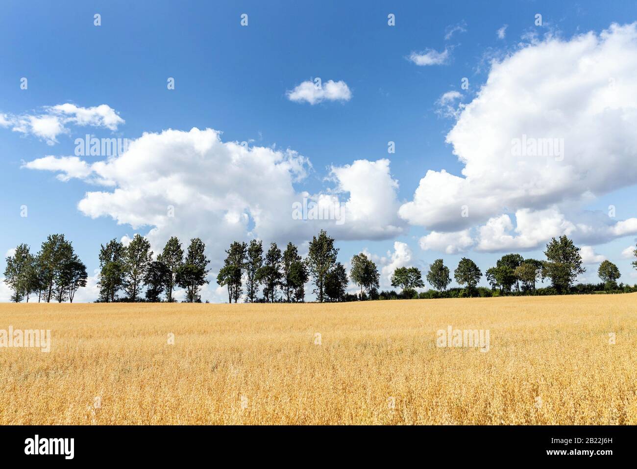 Fila di alberi sullo sfondo blu del cielo, paesaggio estivo Foto Stock