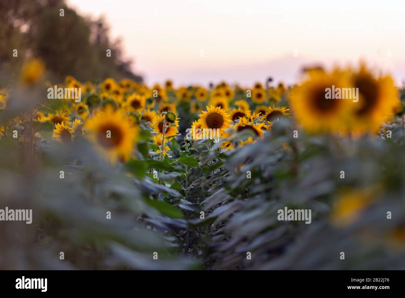 Campo di girasoli alla luce del tramonto Foto Stock