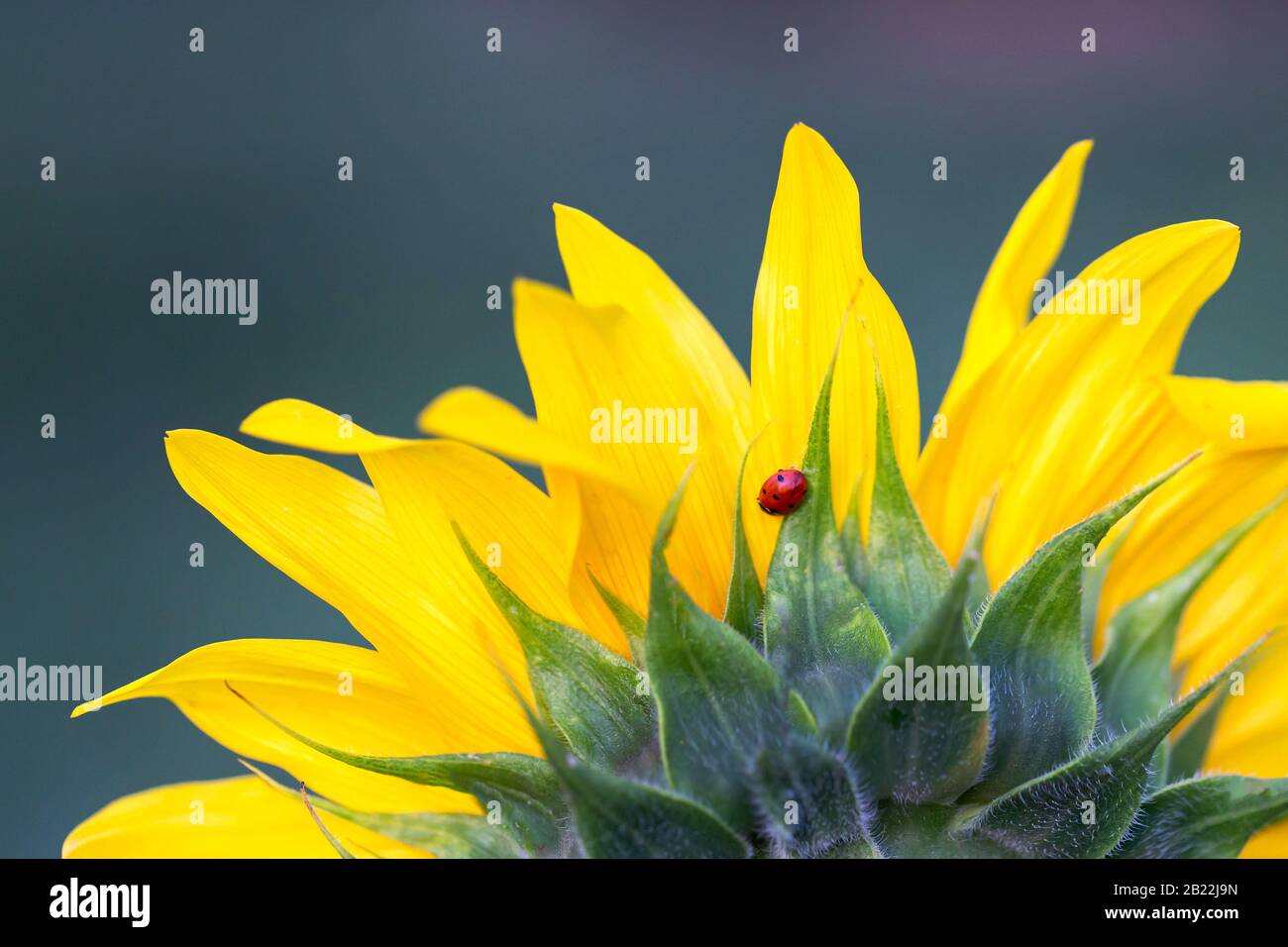 Ladybug rosso seduto sul girasole Foto Stock