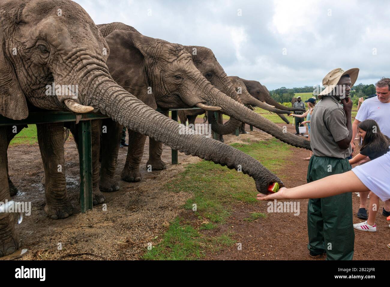 Il Knysna Elephant Park è un santuario che si prende cura degli elefanti africani salvati, dove i visitatori possono camminare e nutrire gli animali vicino a Knysna, Sud Africa Foto Stock
