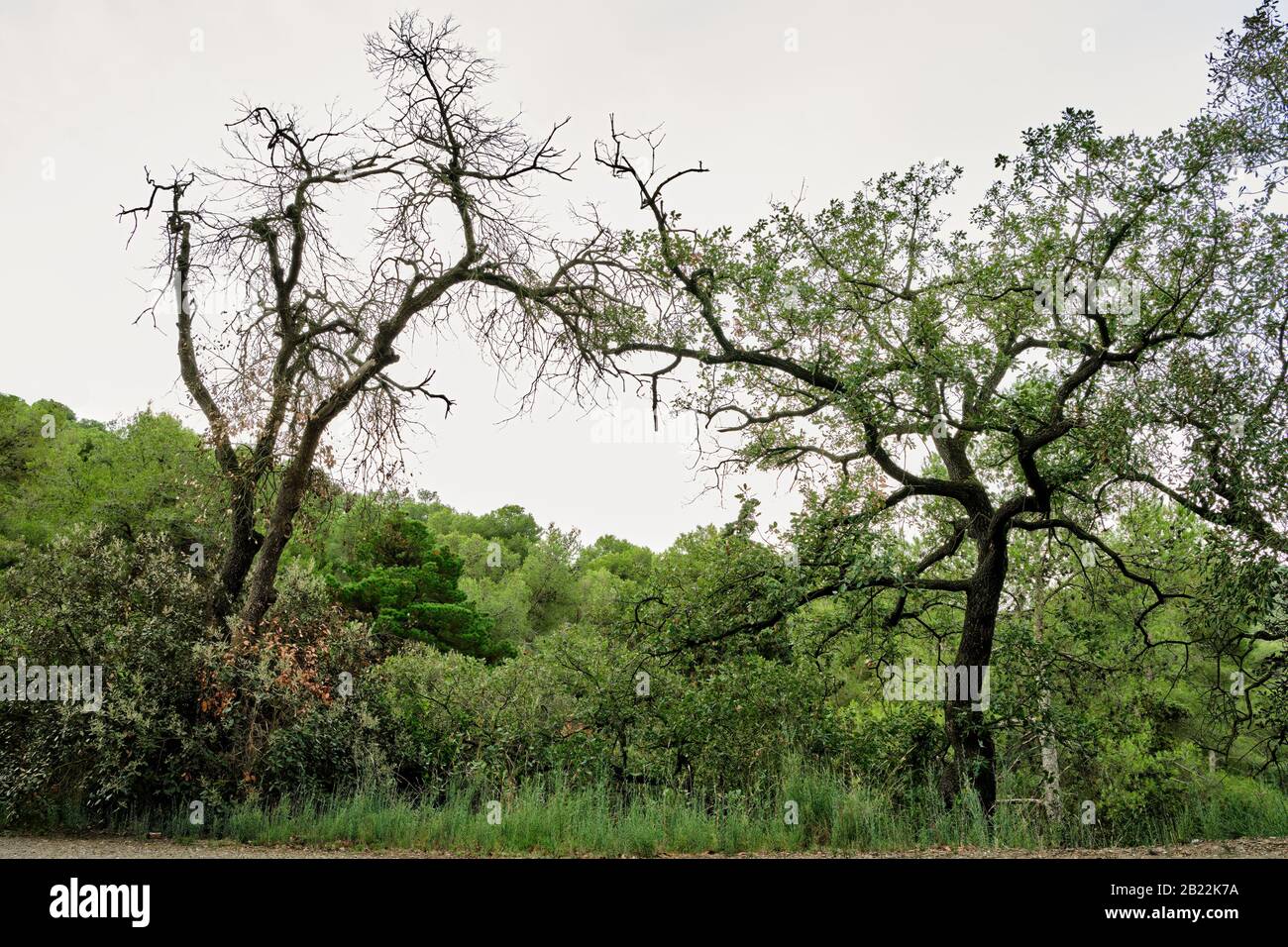 Due verdi alberi si unirono ai loro rami superiori formando un arco nel parco naturale, Sierra de Collserola, Catalogna Foto Stock