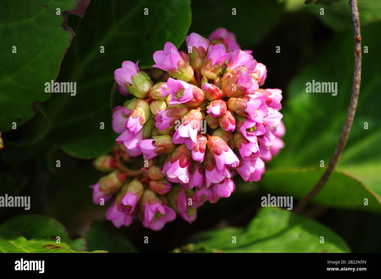 Fiori di heartleaf bergenia, Bergenia crassifolia. Biglietto di auguri design con fiori rosa, 8 marzo. Immagine per il design degli interni. Foto Stock
