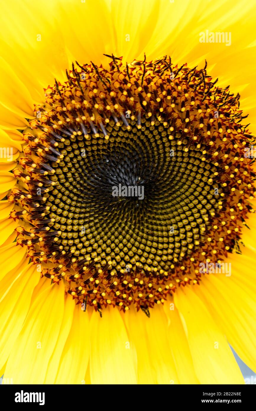 Il polline ed il centro con i petali di un fiore del sole Foto Stock