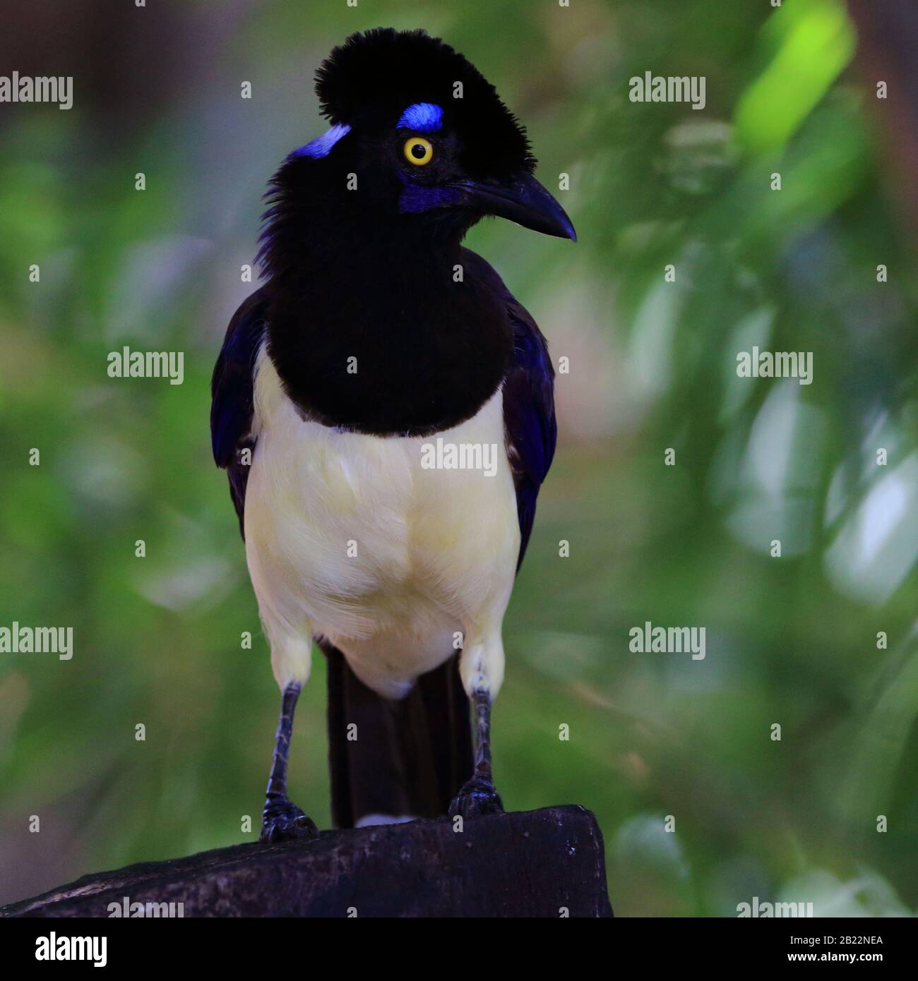 Jay peluche-scricchiato libero nella natura Foto Stock