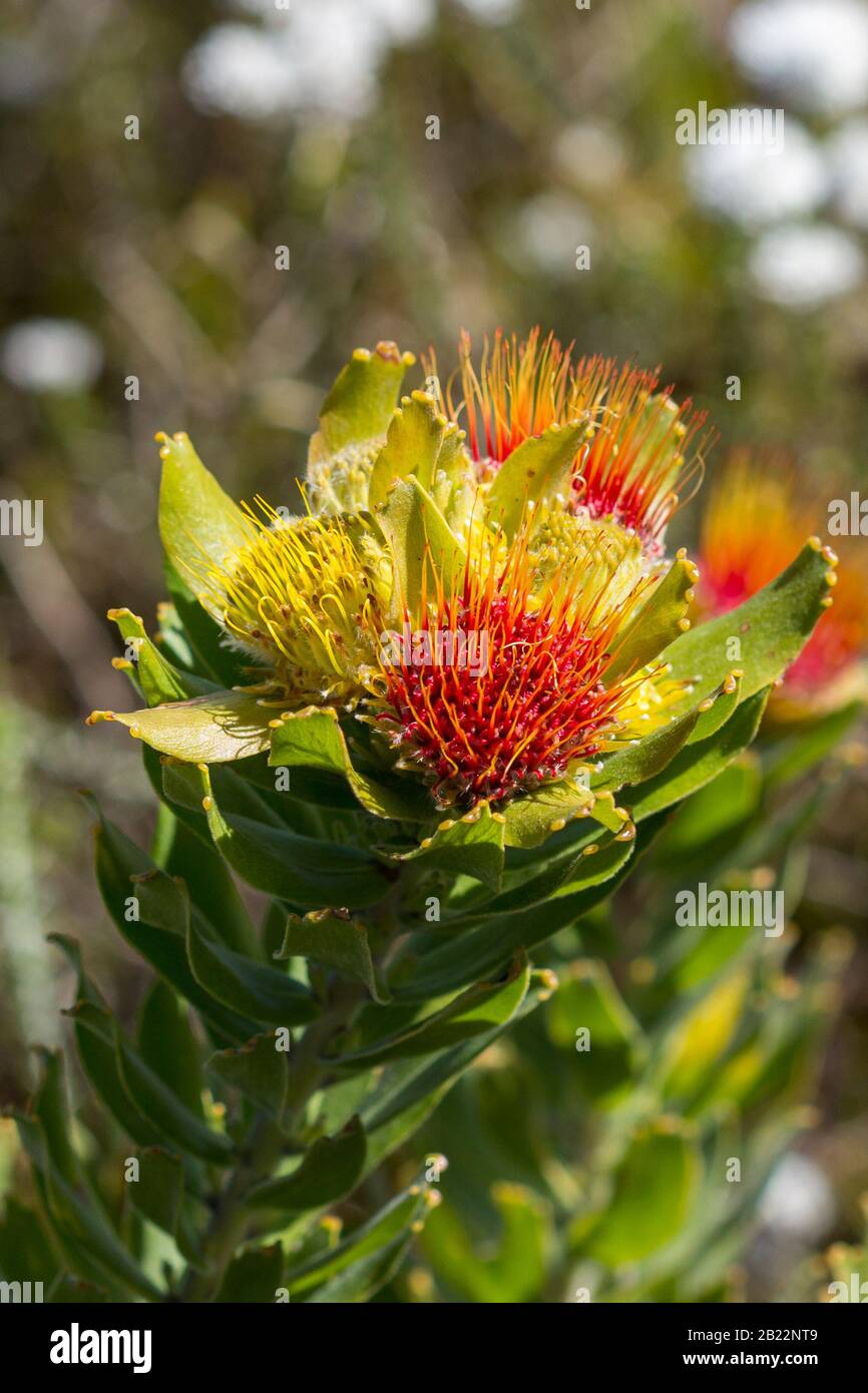 Leucospermum vicino a Gordon's Bay, Capo Occidentale, Sud Africa Foto Stock