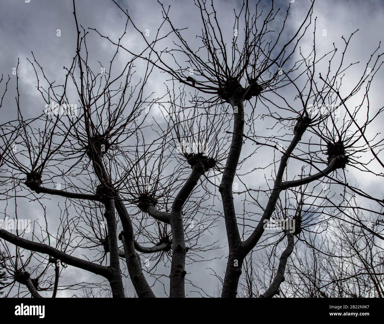 Un albero in un giorno d'inverno Foto Stock