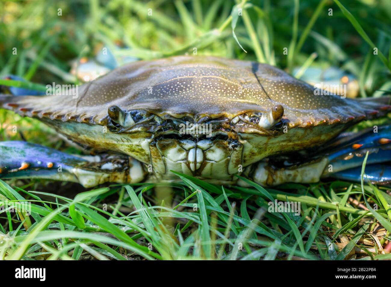 Granchio blu ( Callinectes sapido ) sull'erba Foto Stock