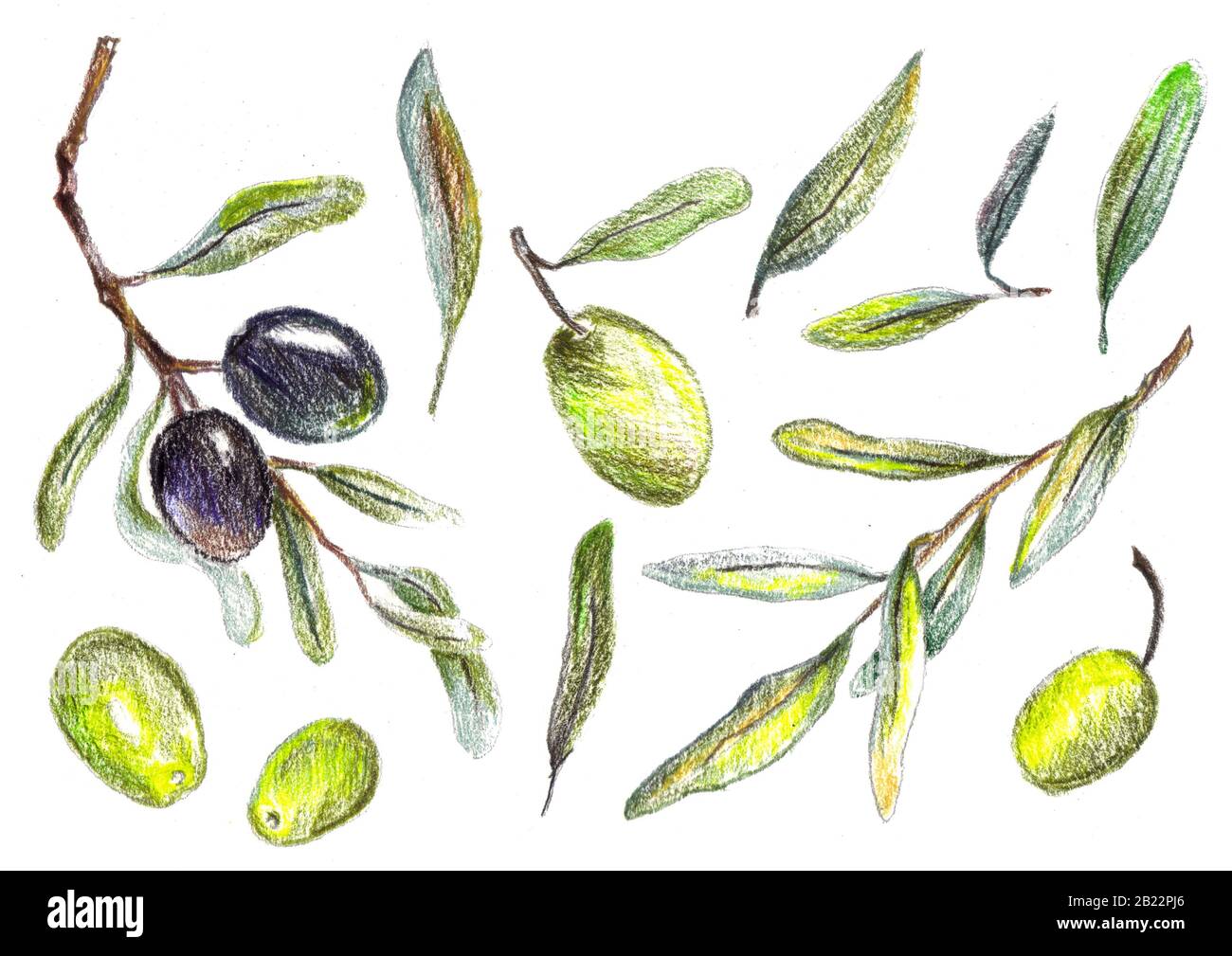 Vardi Rami Olive nere disegno immagini e fotografie stock ad alta risoluzione - Alamy