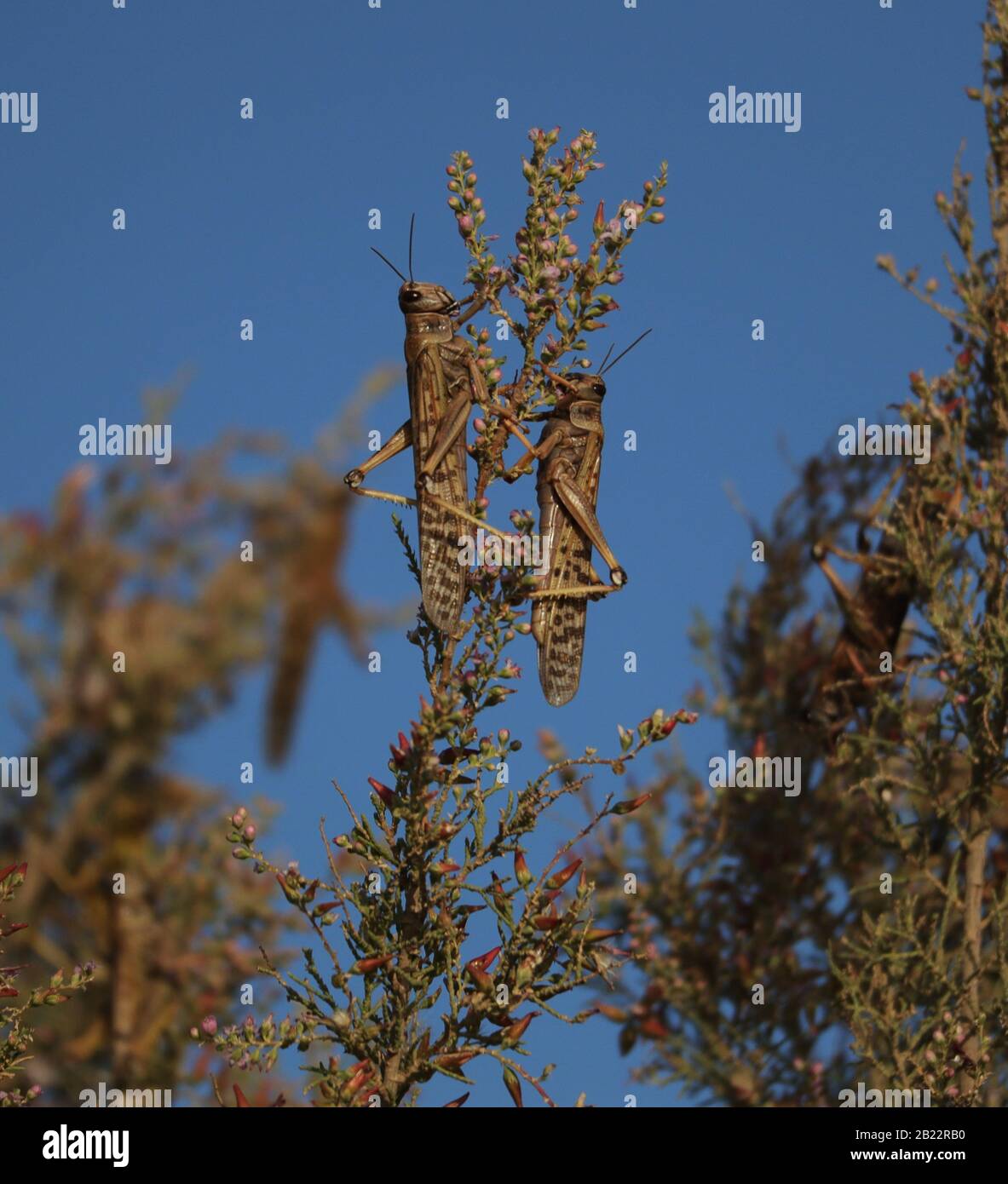 Locuste nutrimento su piante desertiche Foto Stock