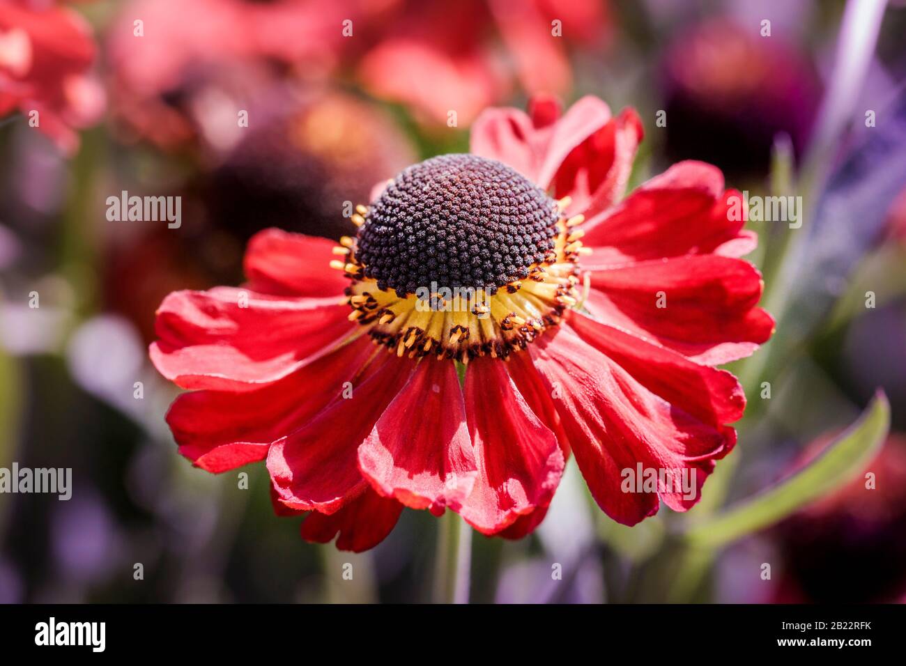 comune fiore di sneezeweed Foto Stock