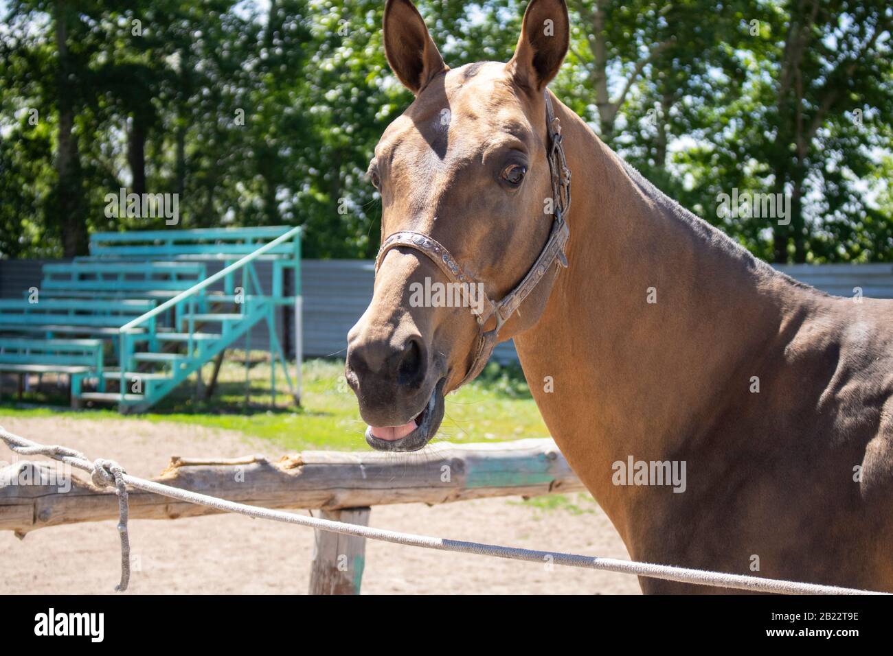 Carino cavallo rosso sport in piedi dietro recinto sullo sfondo dell'ippodromo. Fattoria nel giorno estivo Foto Stock