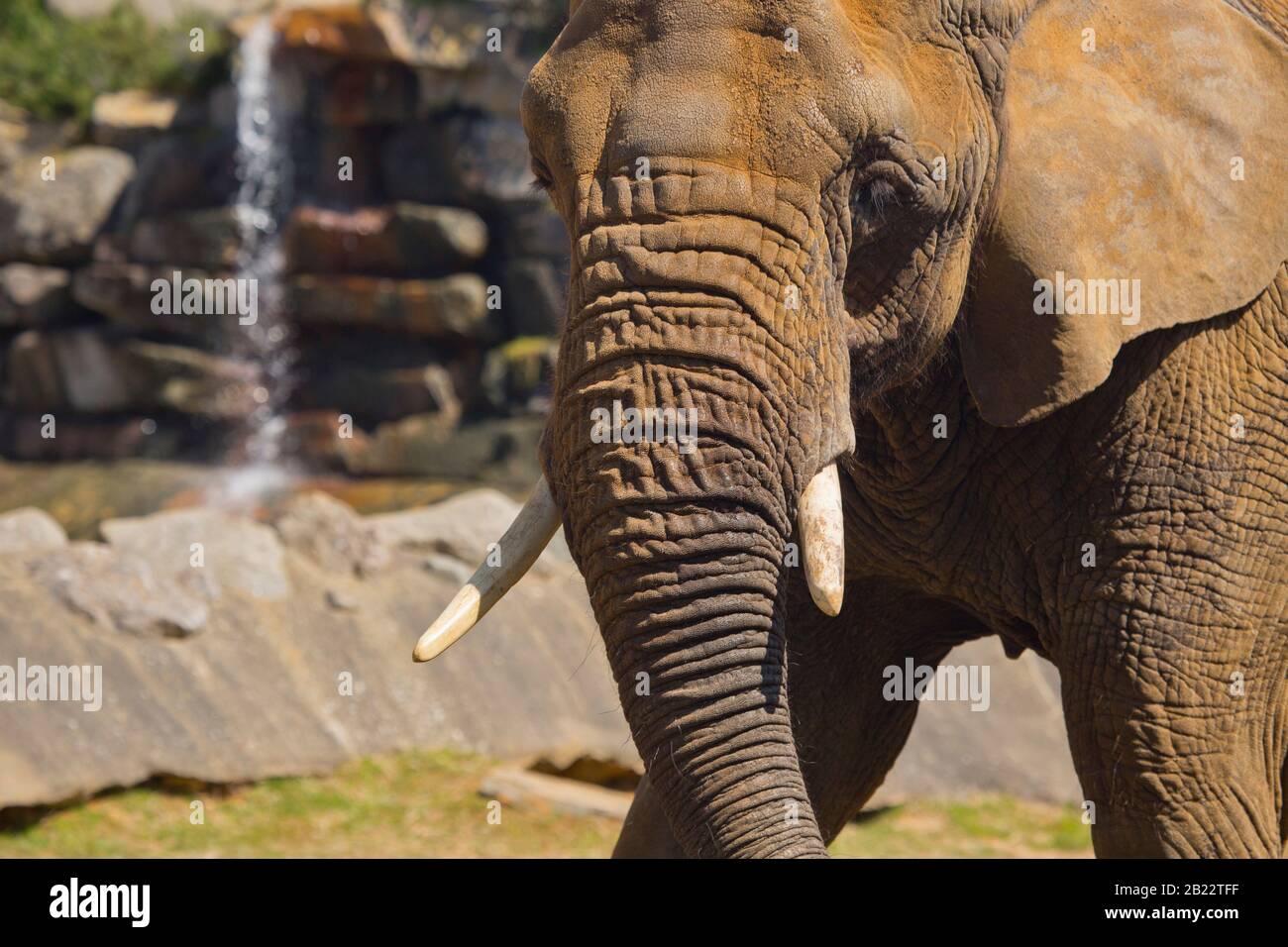 Una vista ravvicinata di un elefante africano con zanne e cascata in background Foto Stock