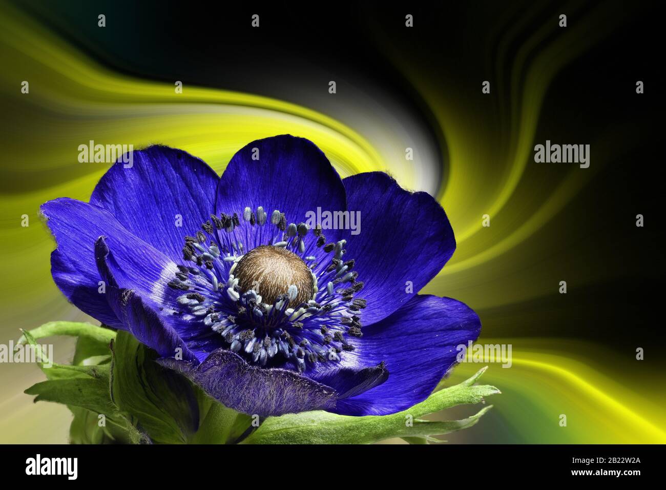 Anemone di fronte a un colorato astratto artistico sfondo ritorto Foto Stock