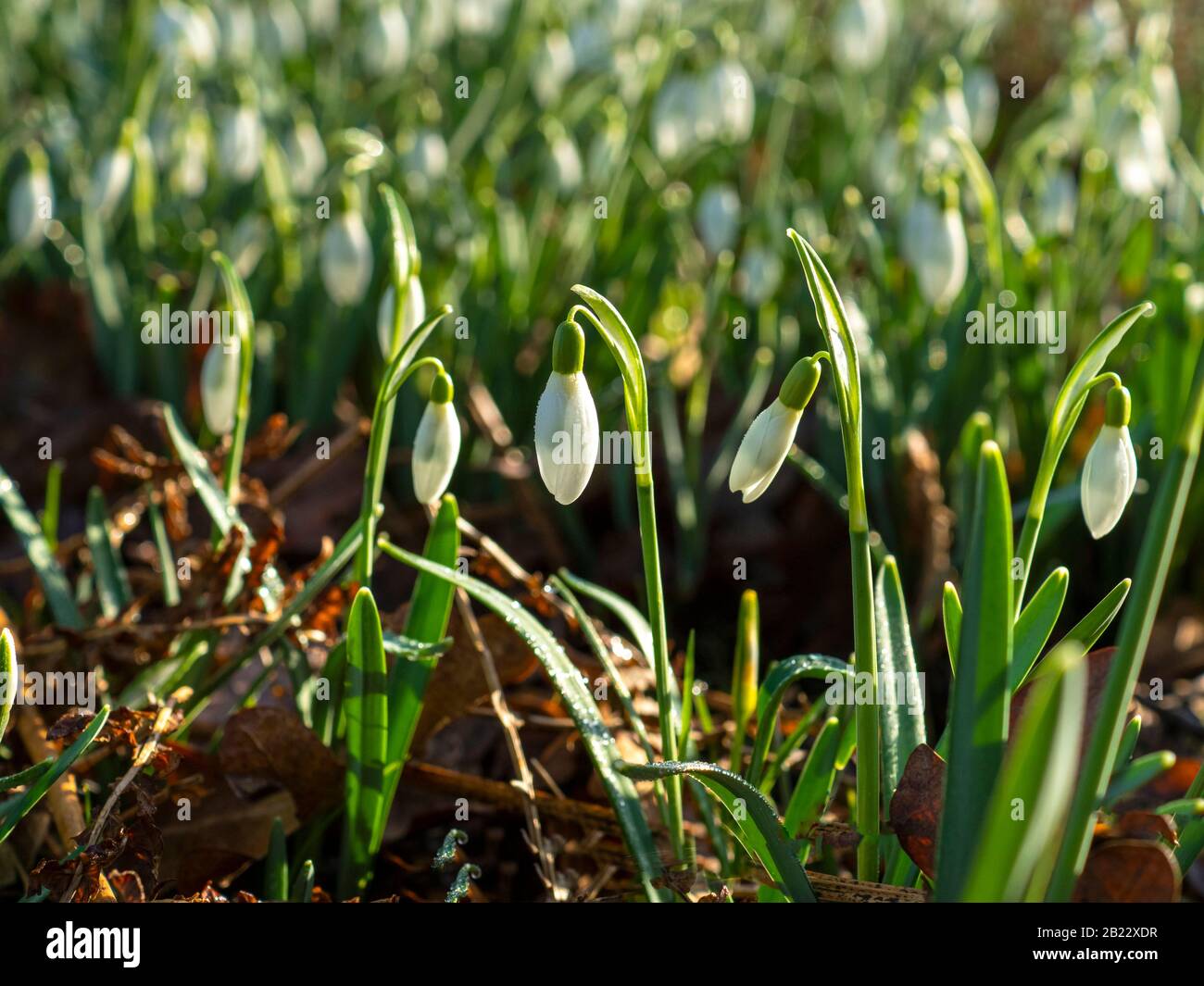 Closeup di gocce di neve bianca fioritura in luce del sole in un legno nel North Yorkshire, Inghilterra Foto Stock