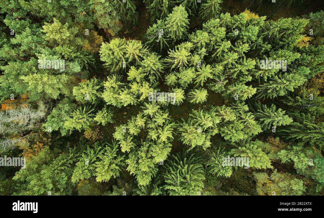 Pini verdi nella foresta sopra la vista dall'alto del drone. Sfondo astratto natura Foto Stock