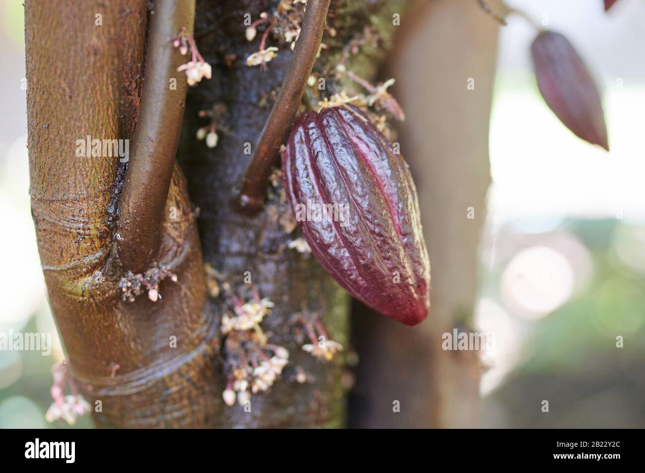 Pod cacao rosso su albero vista clsoe up Foto Stock