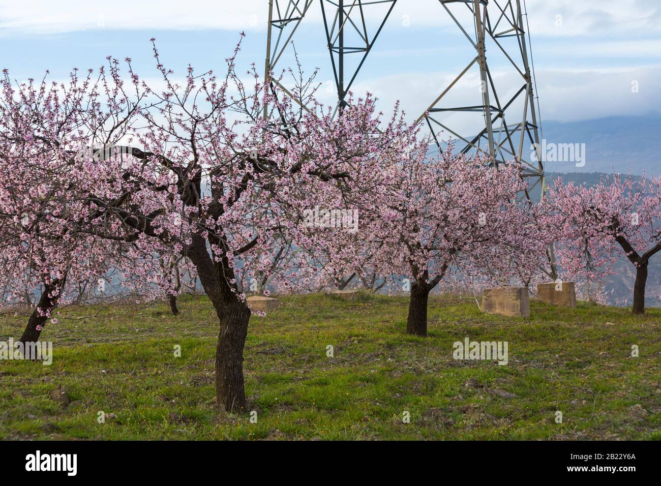 Alberi di mandorle in fiore, fiori di mandorla, alberi di mandorle in fiore, Prunus dulcis, in Andalusia, Spagna nel mese di febbraio Foto Stock