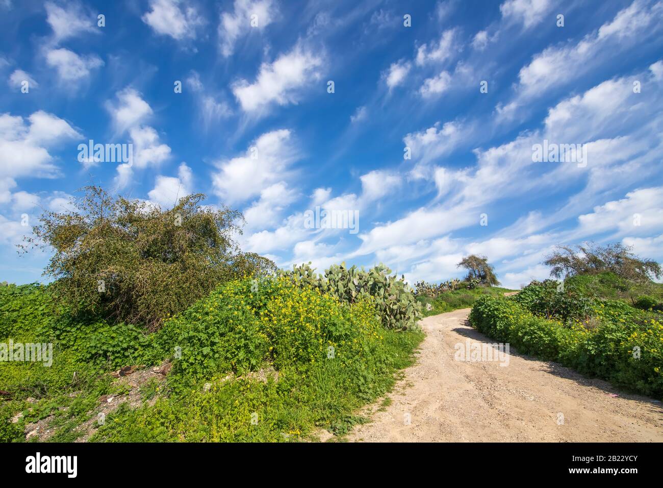 Strada di campagna tra cespugli fioriti e arbusti alla luce del sole su uno sfondo di cielo blu con nuvole Foto Stock