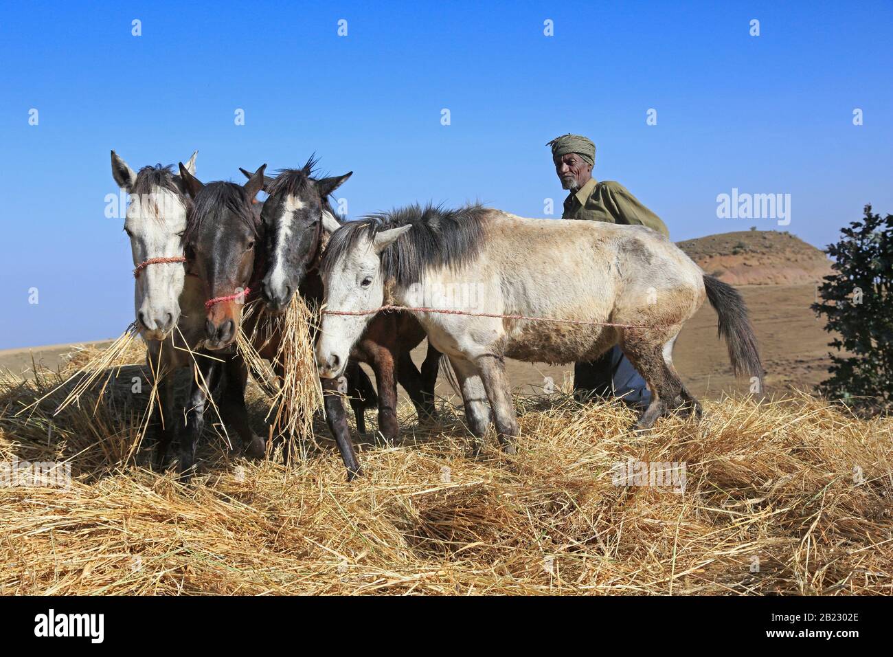 Coltivatore contadino che trebbiatura usando cavalli nelle montagne Simien Etiopia Foto Stock