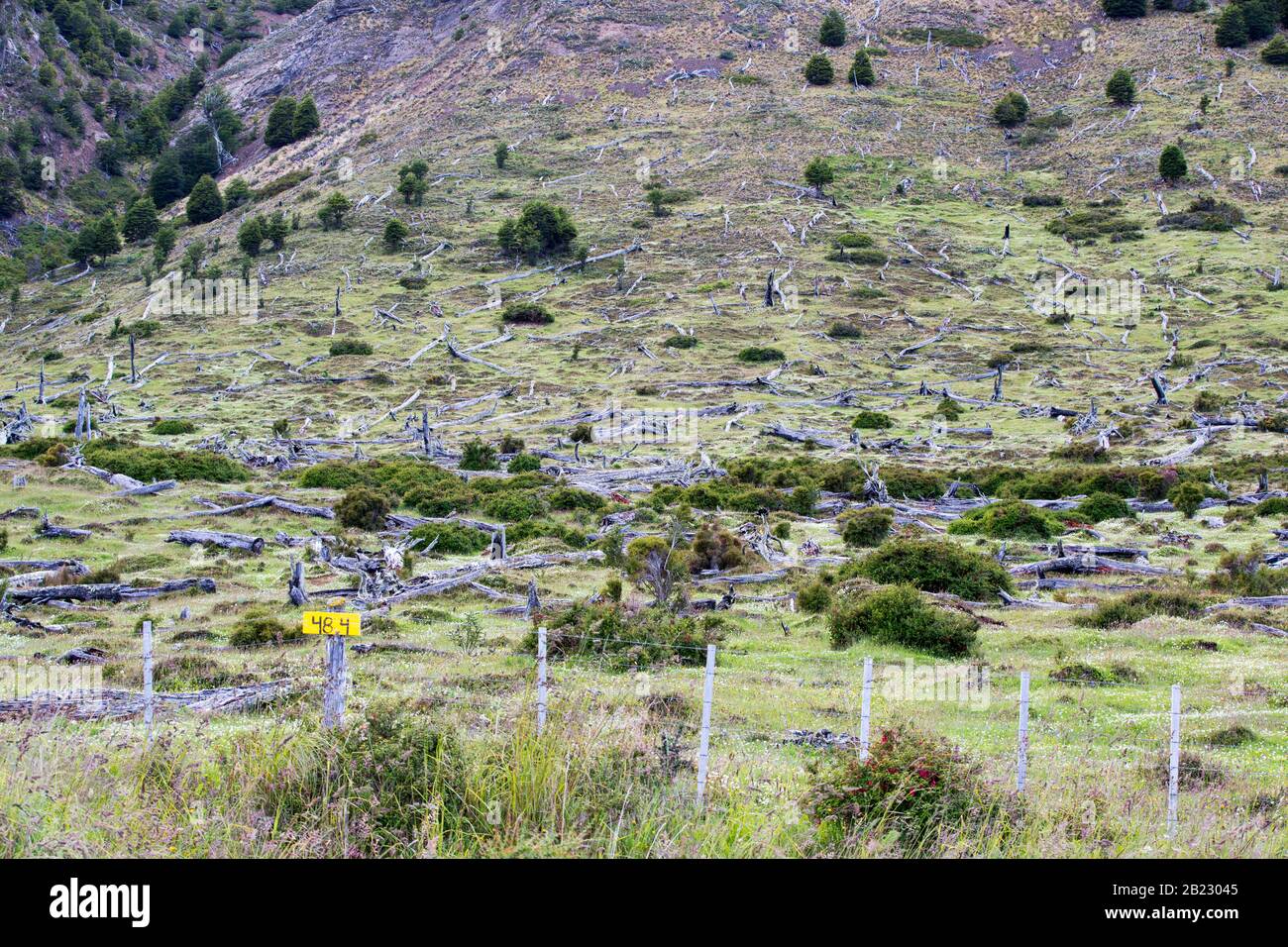 La foresta naturale di faggio e pino tra Puerto Natales e seno Obstruccion tagliò per fare il modo per il ranching di bestiame, Cile. Foto Stock