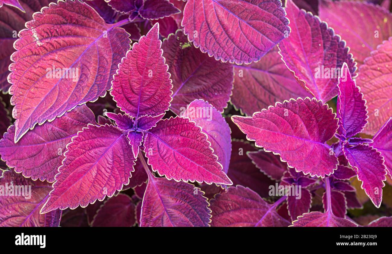 Plectranthus scutellarioides - foglie rosse Luminose di pianta perenne - piante  di velluto rosso decorativo. Dettaglio delle foglie Foto stock - Alamy