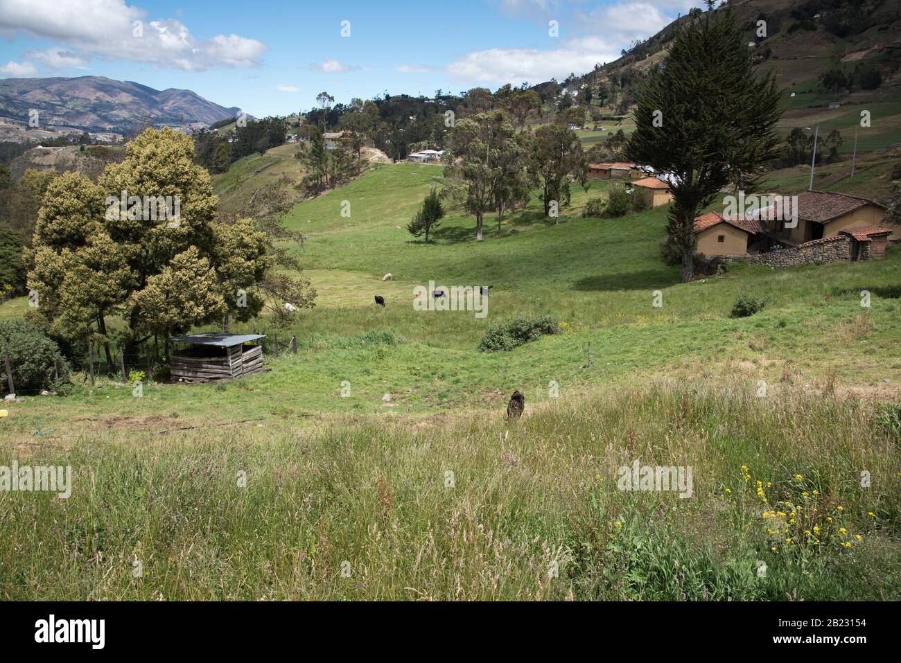 Pascolo e terreno agricolo nelle alte Ande dell'Ecuador. Foto Stock