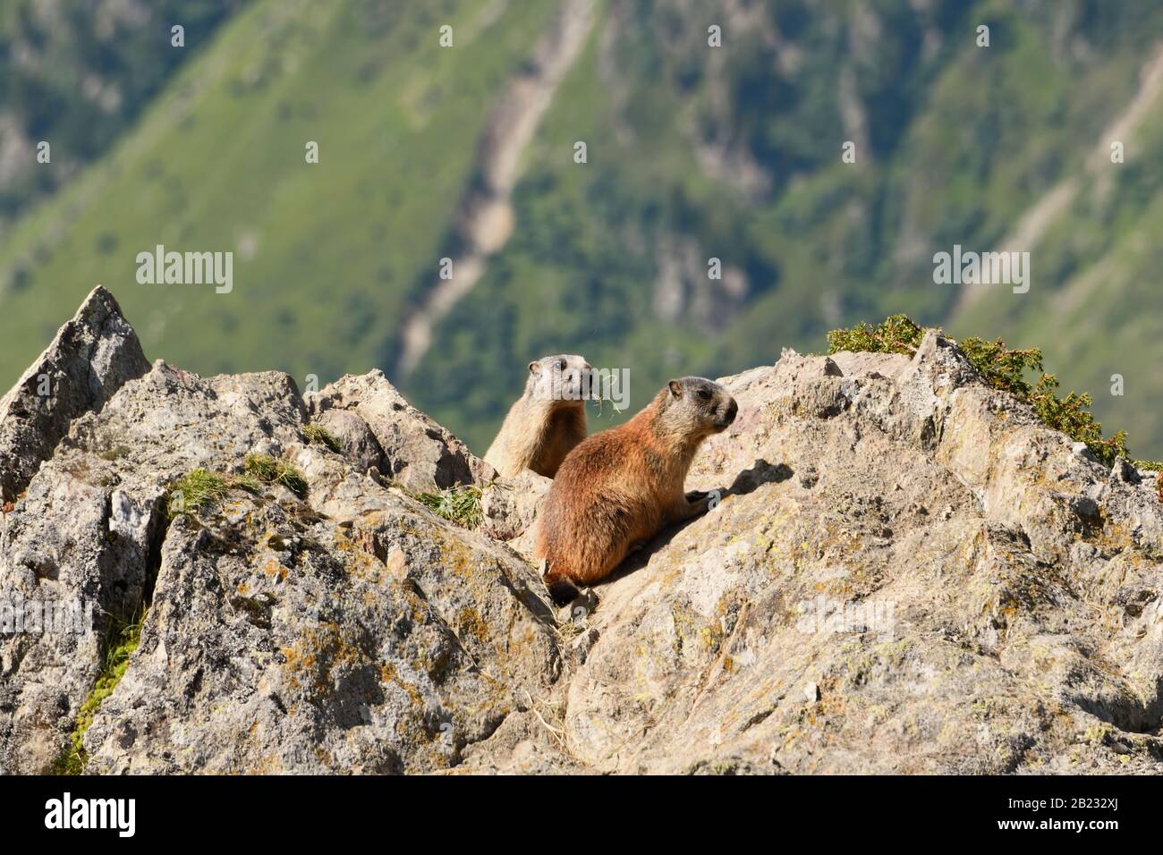 Due marmotte nel deserto delle Alpi tirolesi in Austria. Foto Stock