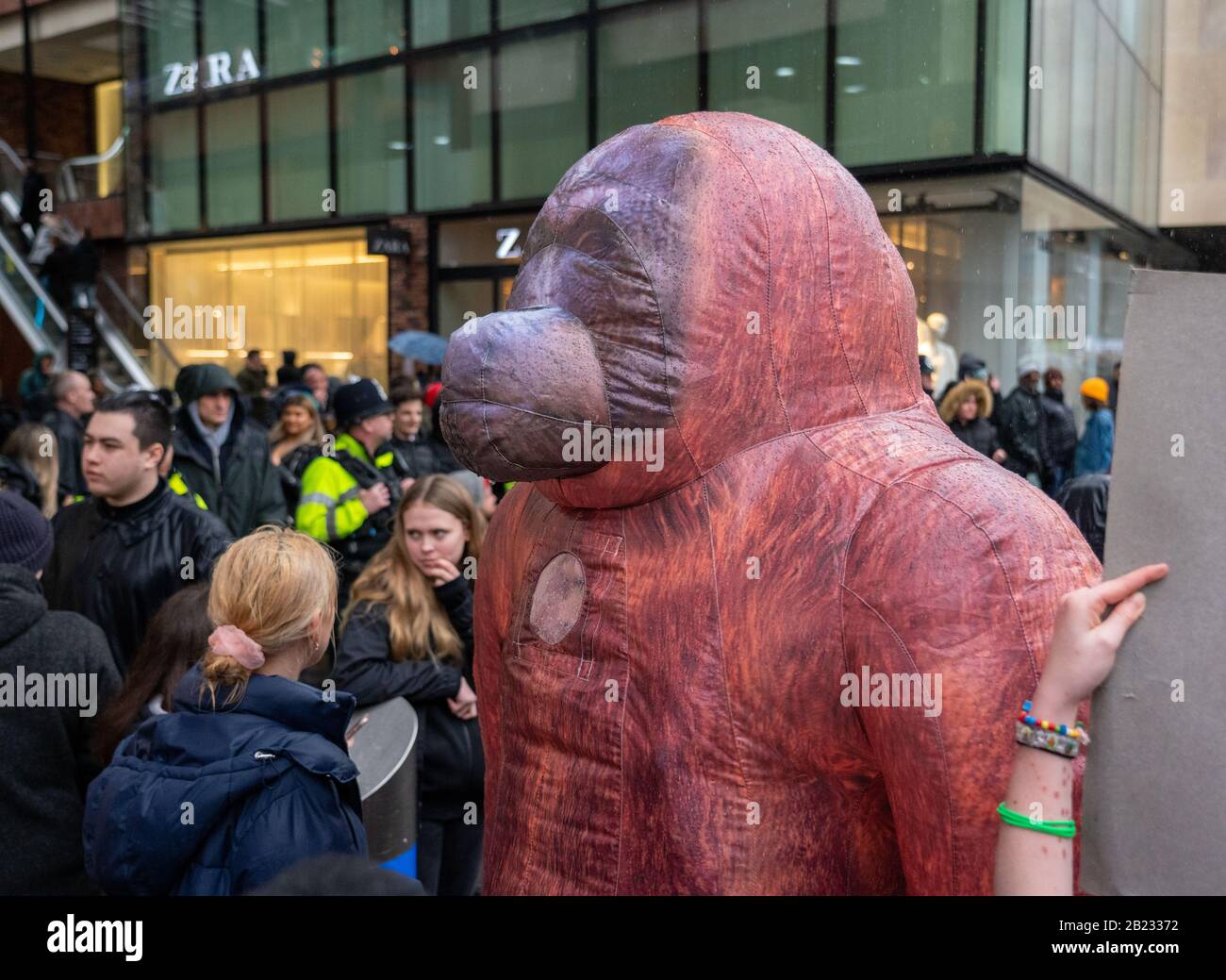 Gorilla gonfiabile a marzo per il clima e lo sciopero della scuola a Bristol UK il 28th febbraio 2020 dopo aver sentito Greta Thumberg parlare su College Green Foto Stock