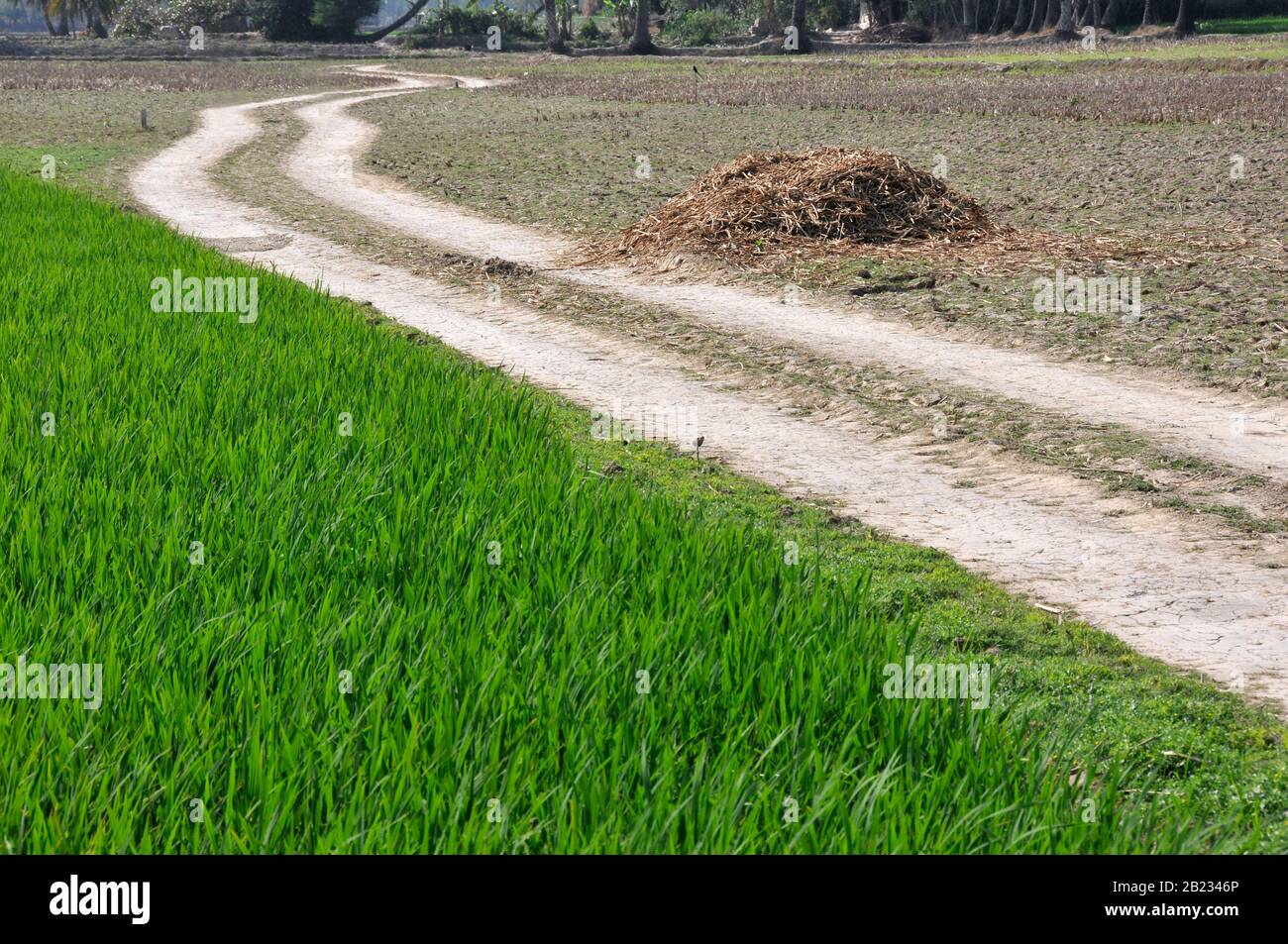 paesaggio rurale vicino a sud 24 pargana ovest bengala Foto Stock