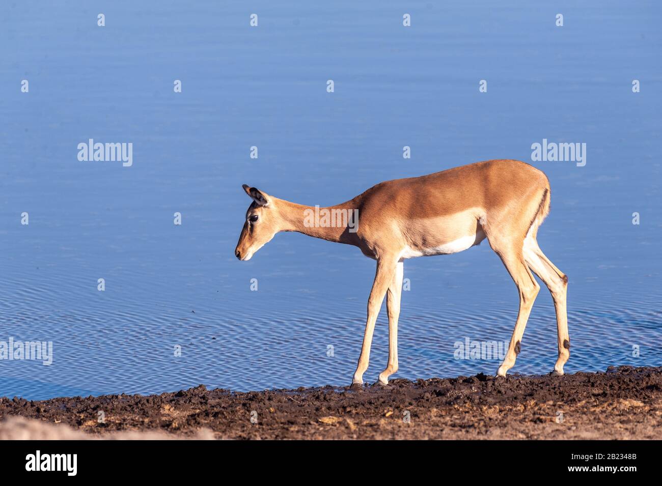 Una Impala -Aepyceros melampus- camminando di fronte al fiume nel Parco Nazionale Etosha, Namibia. Foto Stock