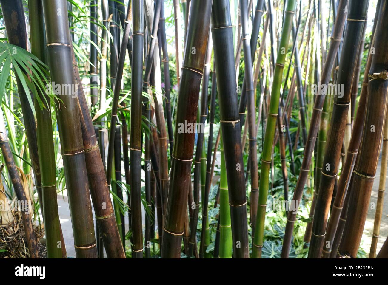 Timor Black Bamboo, una pianta tropicale dell'Indonesia Foto Stock