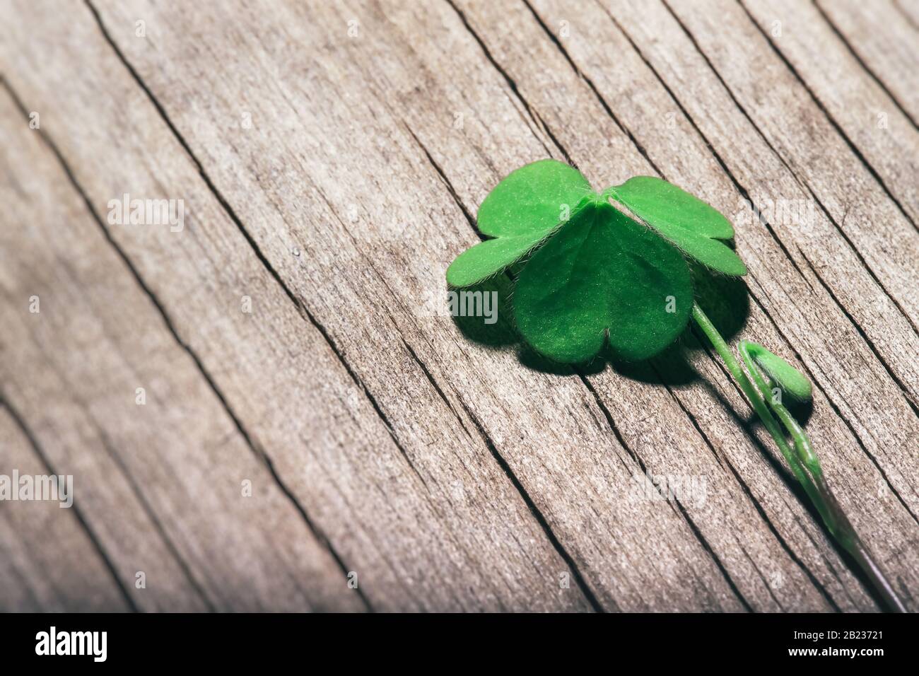 Shamrock foglia su sfondo di legno shabby. Giornata di San Patrizio, focus selettivo. Foto Stock