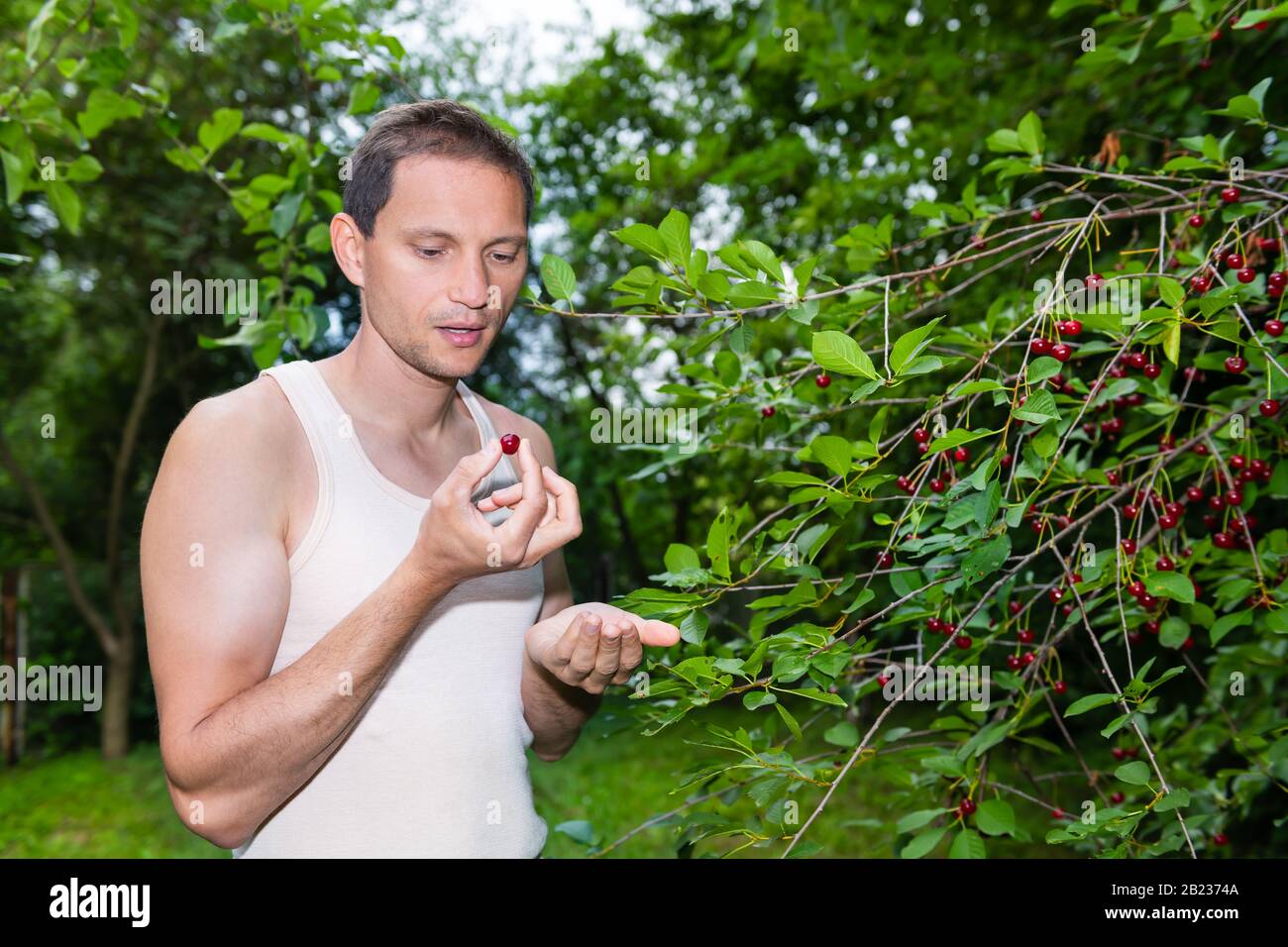 Frutti rossi di ciliegia acida su albero in Russia o Ucraina giardino dacha fattoria con giovane agricoltore raccolta di cibo di frutta con bocca aperta Foto Stock