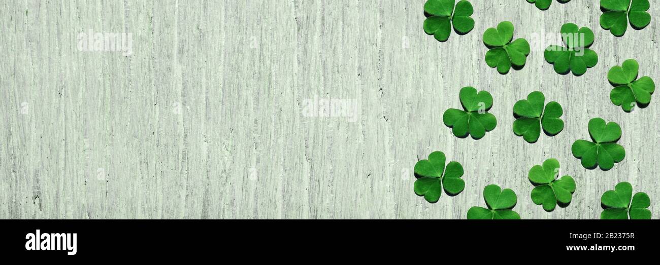 Modello di shamrock foglie su sfondo di legno verde chiaro shabby con spazio libero copia. Giorno di San Patrizio, fuoco selettivo, vista panoramica, banner. Foto Stock