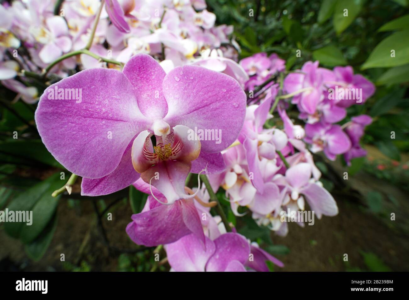 Orchidea Moth viola pallido - Kew Gardens Orchid Festival 2020 Foto Stock