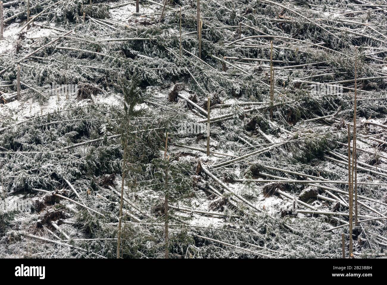 Windfall in foresta. Danni causati dalla tempesta. Alberi caduti nella foresta di conifere dopo un forte vento di uragano in Romania. Foto Stock