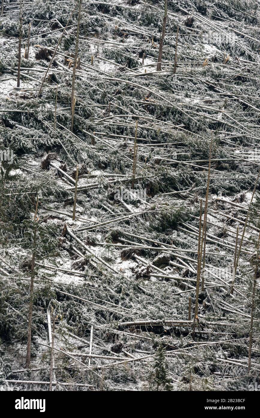 Windfall in foresta. Danni causati dalla tempesta. Alberi caduti nella foresta di conifere dopo un forte vento di uragano in Romania. Foto Stock