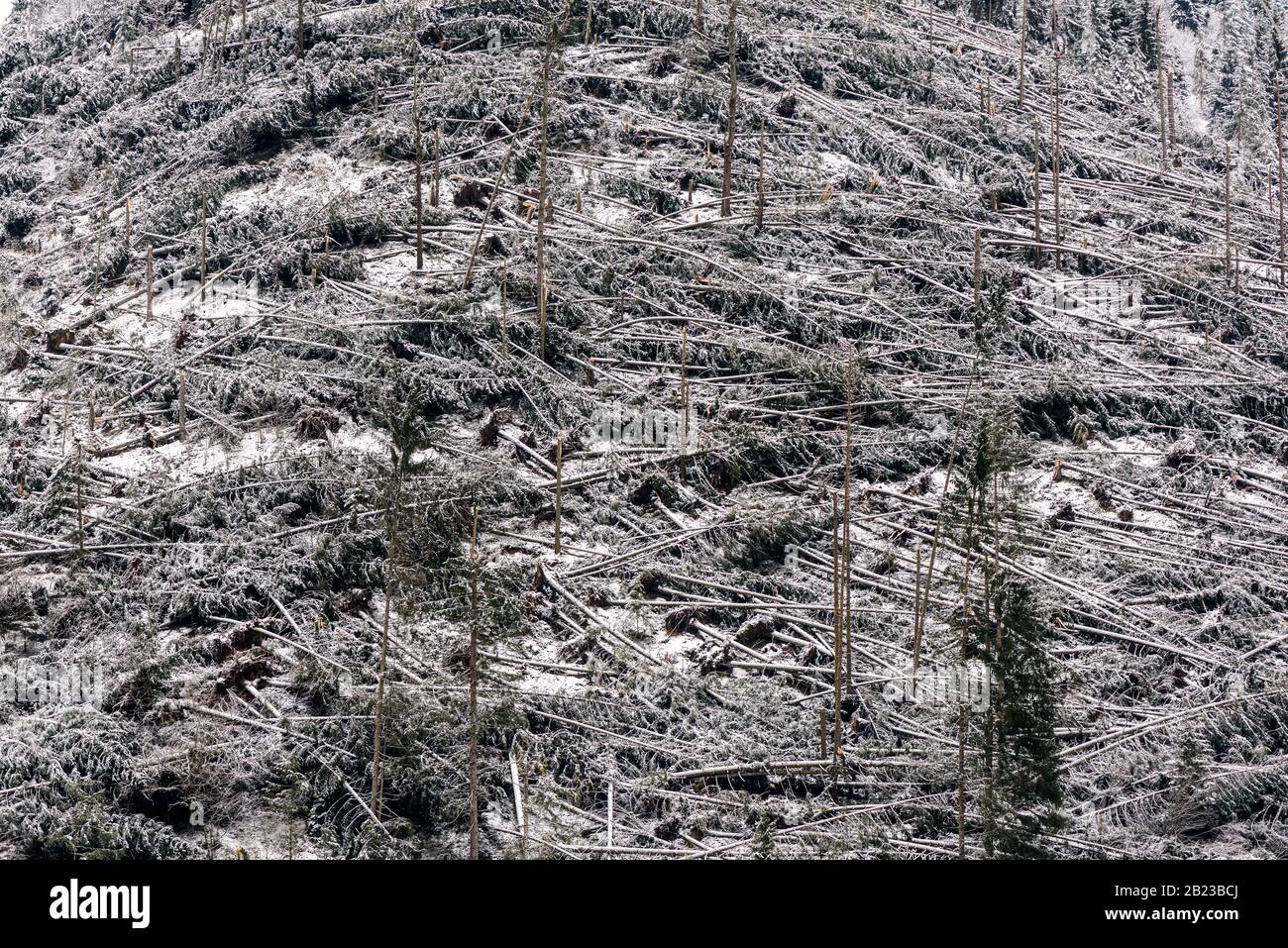 Windfall in foresta. Danni causati dalla tempesta. Alberi caduti nella foresta di conifere dopo un forte vento di uragano in Romania. Foto Stock