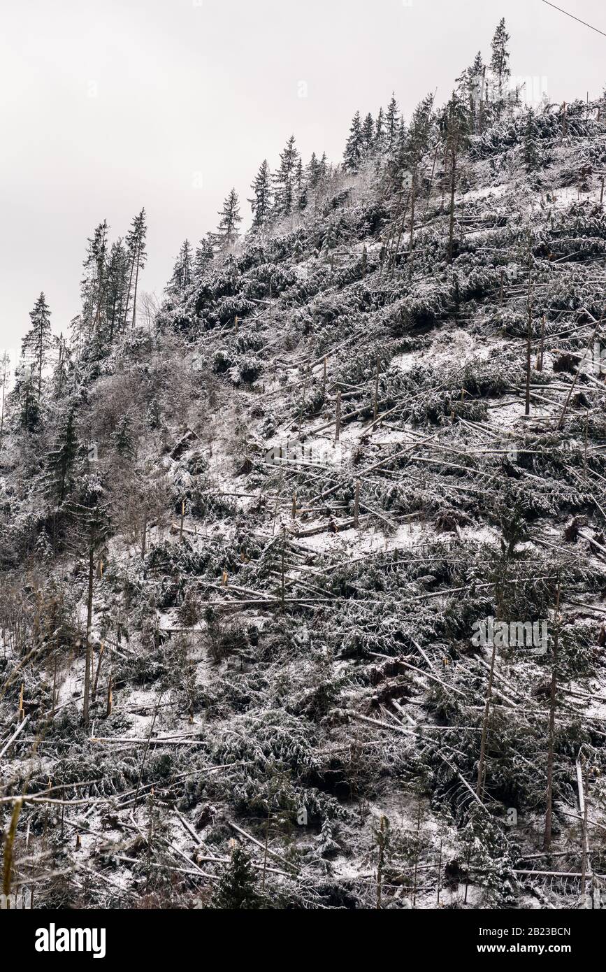 Windfall in foresta. Danni causati dalla tempesta. Alberi caduti nella foresta di conifere dopo un forte vento di uragano in Romania. Foto Stock