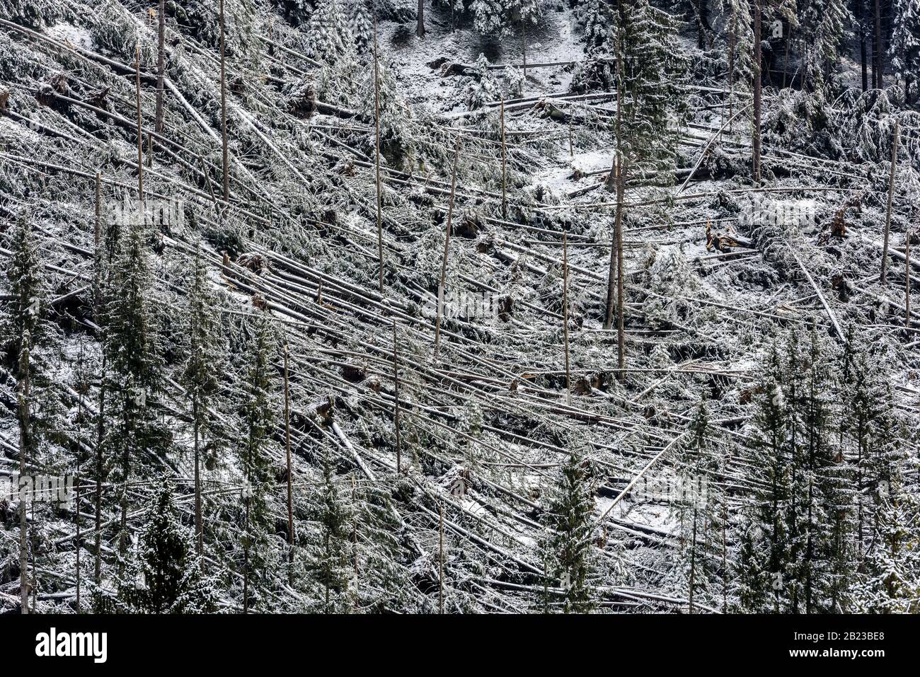 Windfall in foresta. Danni causati dalla tempesta. Alberi caduti nella foresta di conifere dopo un forte vento di uragano in Romania. Foto Stock