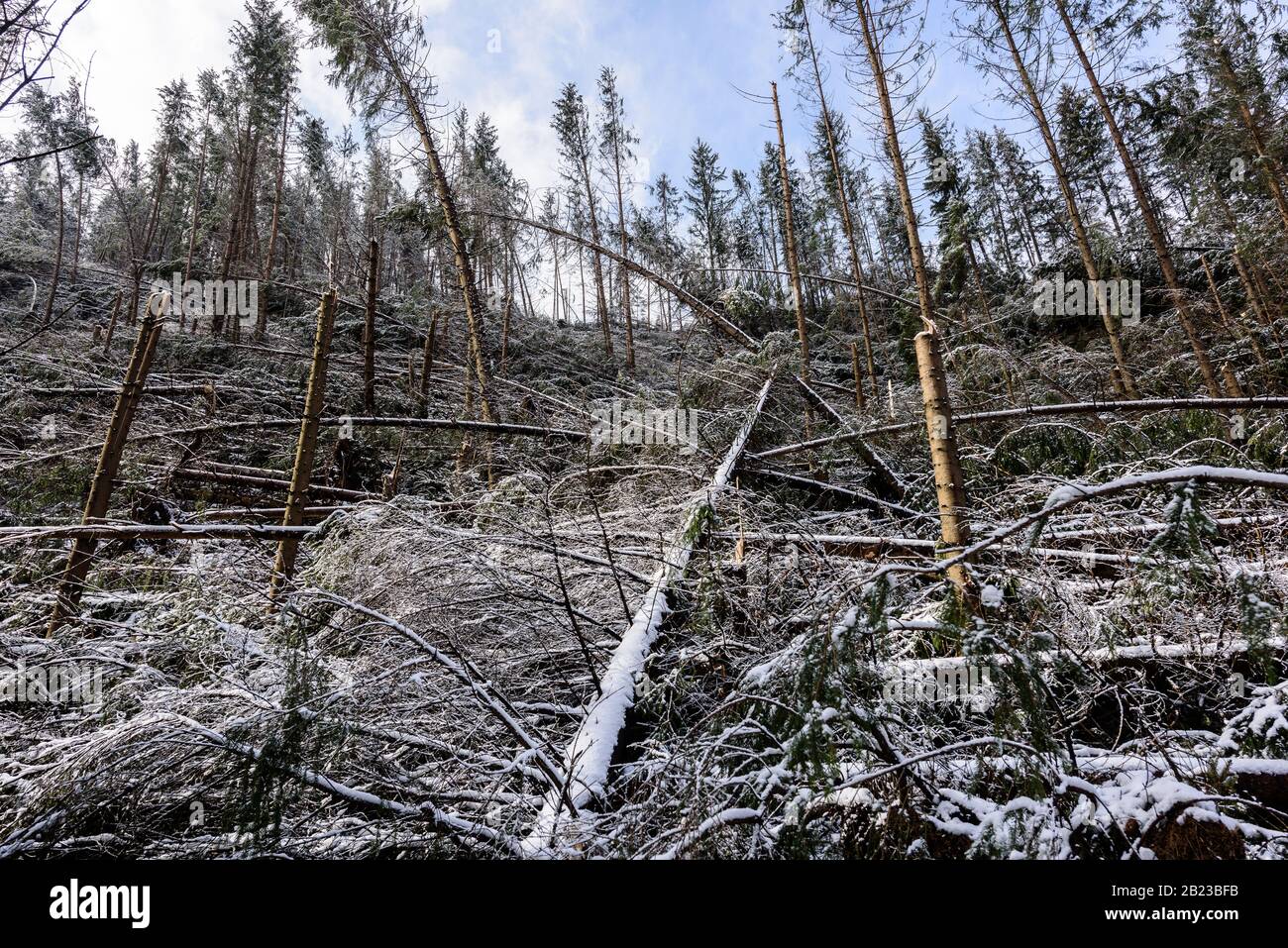 Windfall in foresta. Danni causati dalla tempesta. Alberi caduti nella foresta di conifere dopo un forte vento di uragano in Romania. Foto Stock