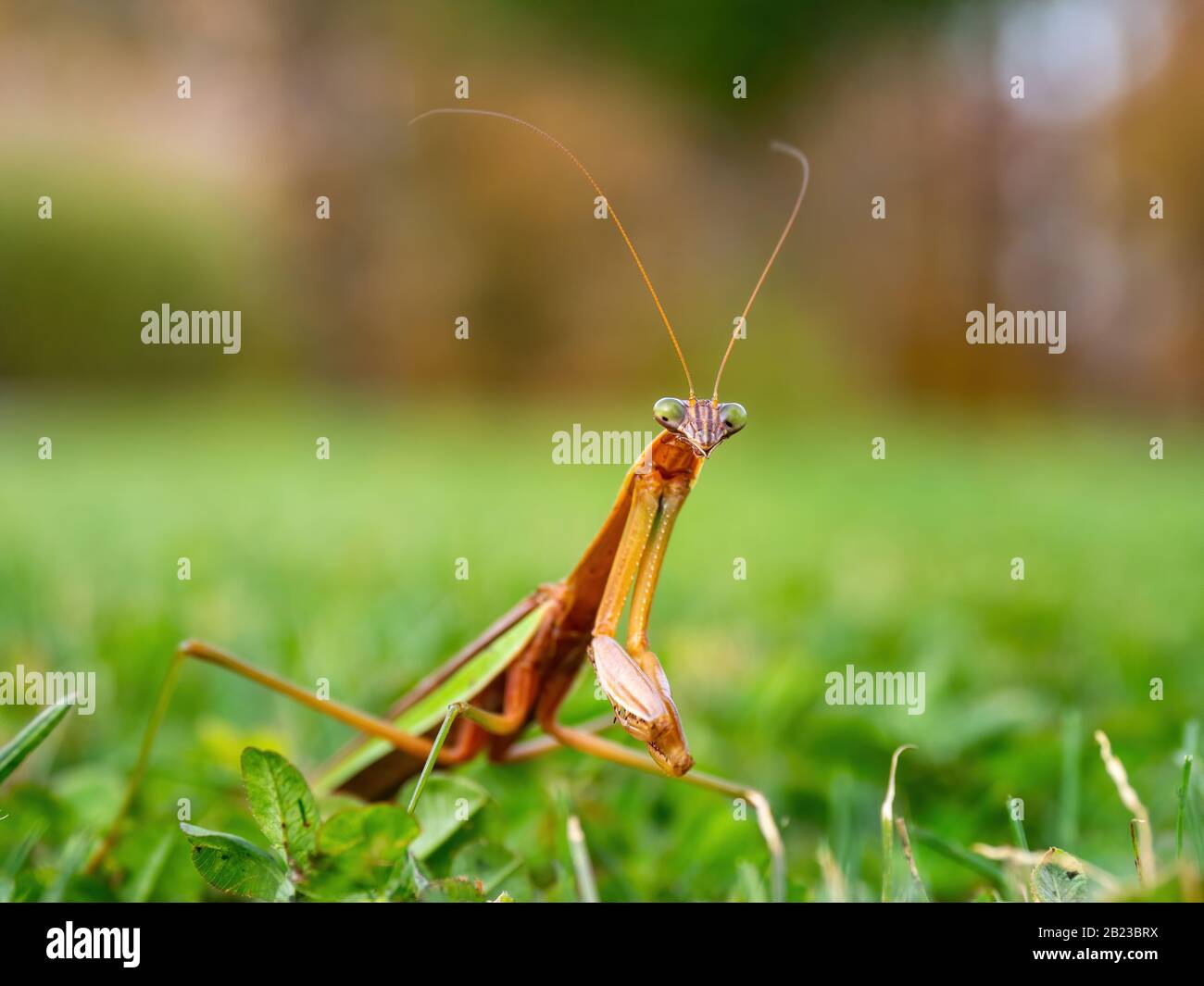 closeup di mantis orante in erba Foto Stock