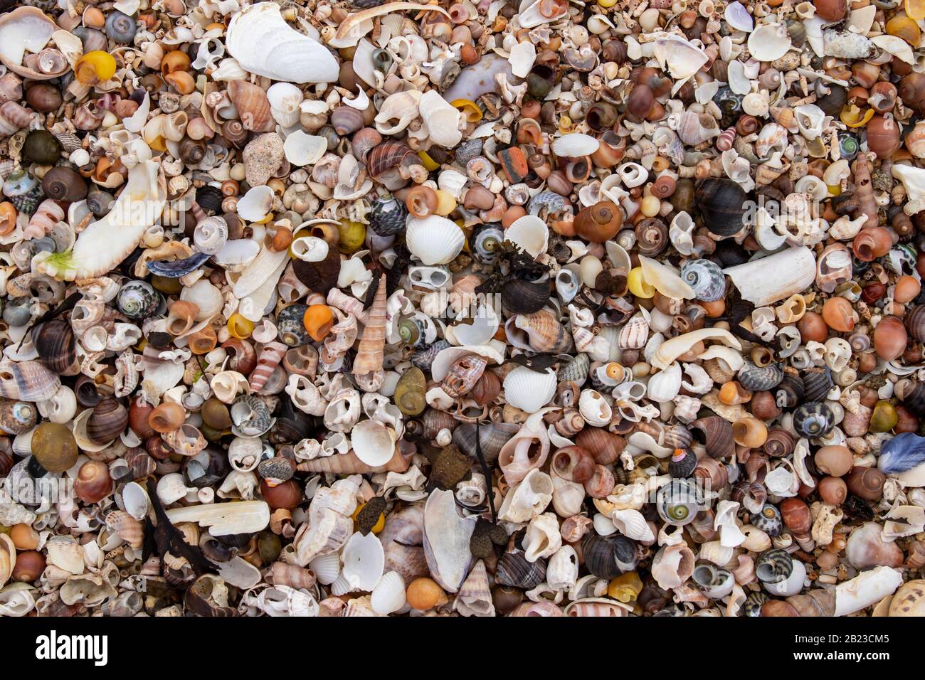 Pila dei gusci dei molluschi sulla spiaggia con la bassa marea Foto Stock