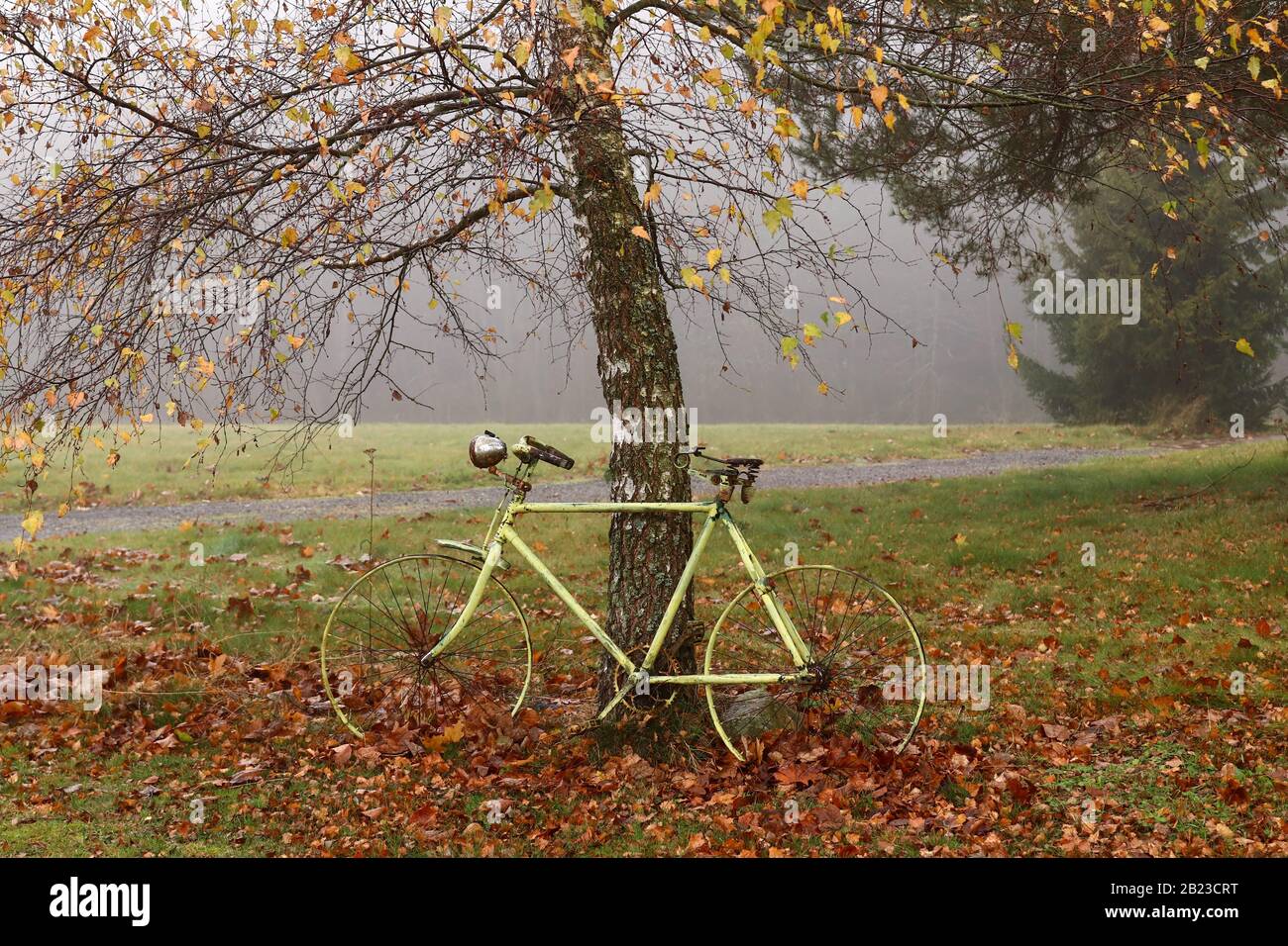 Vecchia bicicletta abbandonata sotto l'albero di betulla di autunno in un giorno nebbioso Foto Stock