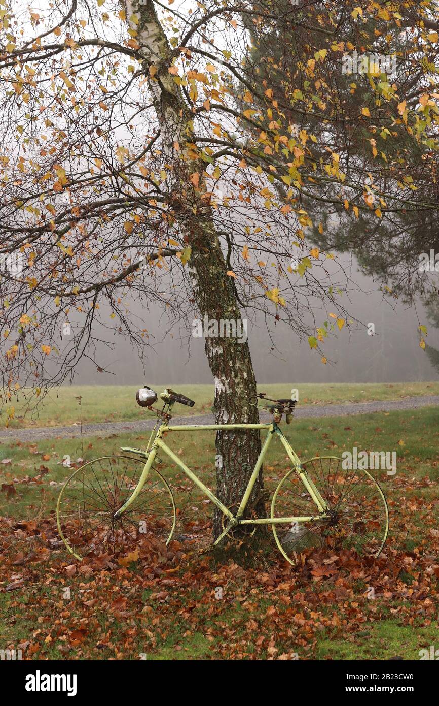 Vecchia bicicletta abbandonata sotto l'albero di betulla di autunno in un giorno nebbioso Foto Stock
